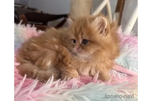 成約済の千葉県のペルシャ-101690の2枚目