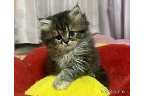 成約済の千葉県のペルシャ-101691の1枚目