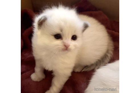 成約済の岐阜県のラグドール-101727の1枚目