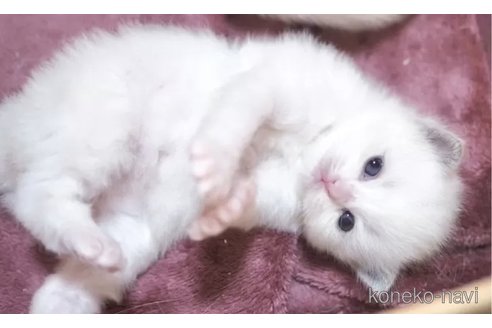 成約済の岐阜県のラグドール-101727の3枚目