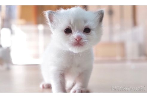 成約済の岐阜県のラグドール-101729の2枚目