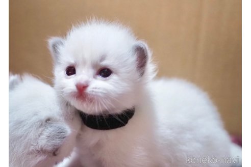 成約済の岐阜県のラグドール-101732の3枚目