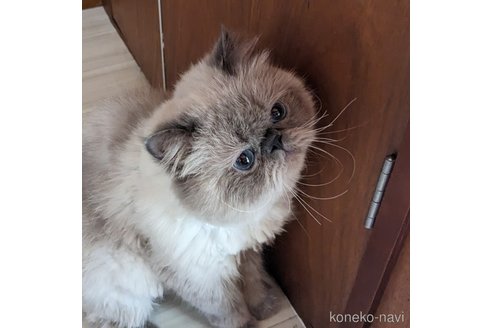 ぽんじぇくん1枚目