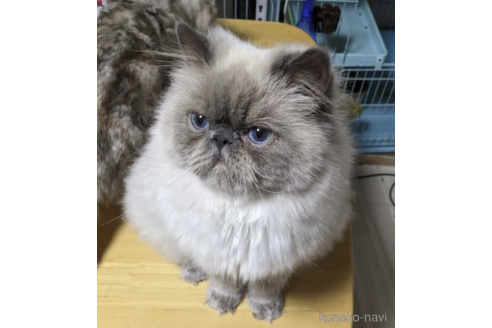 ぽんじぇくん1枚目