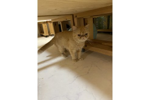 成約済の福岡県のエキゾチックショートヘア-75258の2枚目
