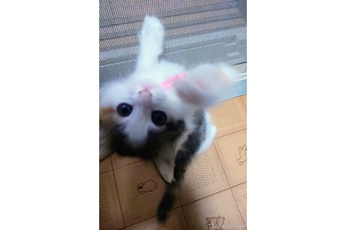販売中の滋賀県のノルウェージャンフォレストキャット-100434の2枚目