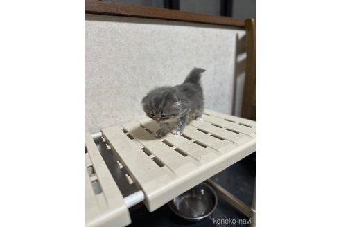 成約済の愛知県のスコティッシュフォールド(折れ耳)-101772の2枚目