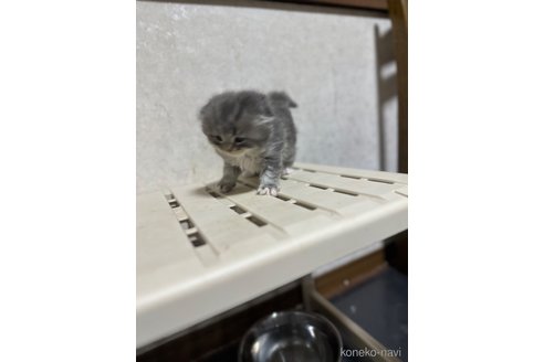成約済の愛知県のスコティッシュフォールド(折れ耳)-101772の3枚目