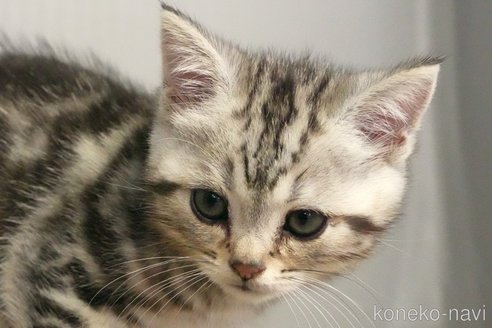 成約済の埼玉県のアメリカンショートヘア-99502の2枚目