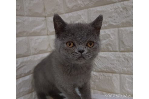 成約済の静岡県のエキゾチックショートヘア-95954の3枚目