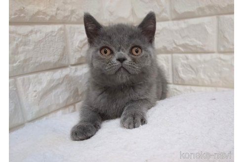 成約済の静岡県のエキゾチックショートヘア-95954の4枚目