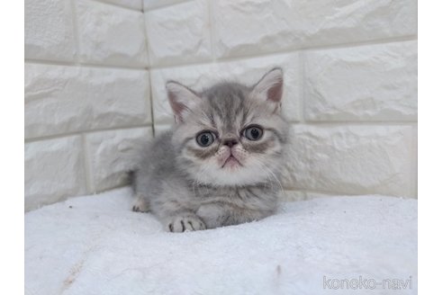 成約済の静岡県のエキゾチックショートヘア-100089の3枚目