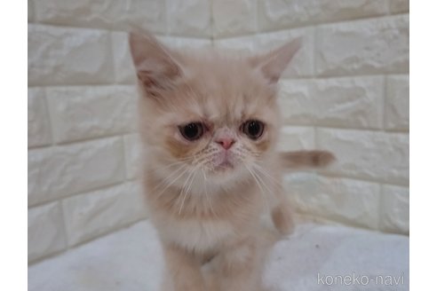 成約済の静岡県のエキゾチックショートヘア-95977の4枚目