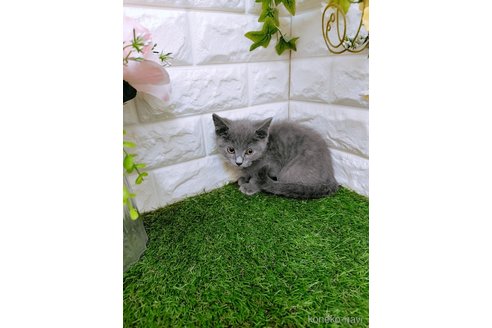 成約済の岡山県のスコティッシュフォールド-101790の2枚目