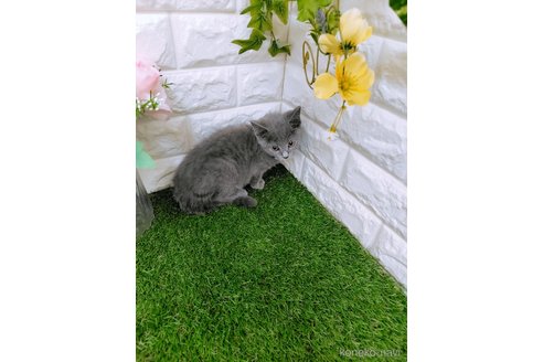 成約済の岡山県のスコティッシュフォールド-101790の3枚目