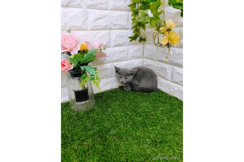 成約済の岡山県のスコティッシュフォールド-101790の4枚目