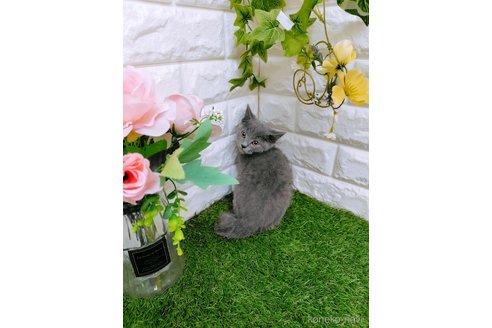 成約済の岡山県のスコティッシュフォールド-101790の5枚目