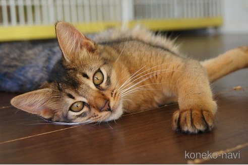 成約済の栃木県のソマリ-98165の4枚目