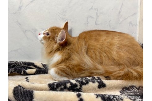 販売中の北海道のノルウェージャンフォレストキャット-101792の4枚目