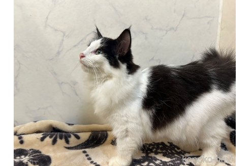 成約済の北海道のノルウェージャンフォレストキャット-93963の3枚目