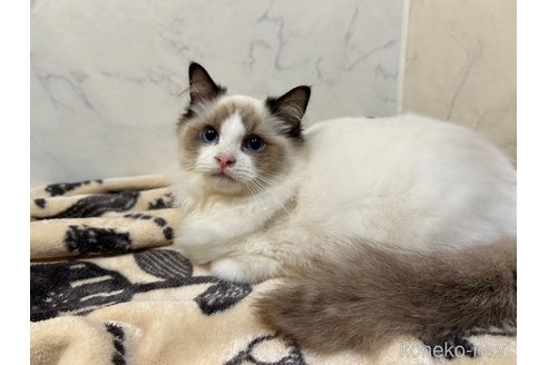 成約済の北海道のラグドール-93962の15枚目