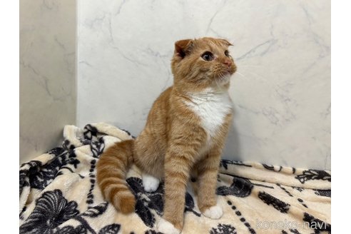 成約済の北海道のスコティッシュフォールド-101793の5枚目