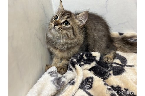 成約済の北海道のノルウェージャンフォレストキャット-101799の3枚目