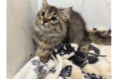 成約済の北海道のノルウェージャンフォレストキャット-101799の4枚目