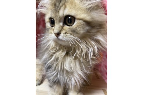 成約済の福岡県のペルシャ(チンチラ)-98708の2枚目