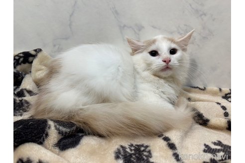 成約済の北海道のノルウェージャンフォレストキャット-101803の9枚目