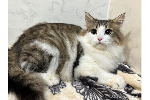 成約済の北海道のノルウェージャンフォレストキャット-101805の3枚目