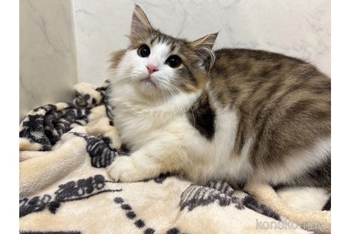 成約済の北海道のノルウェージャンフォレストキャット-101805の4枚目