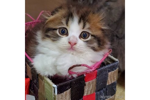 成約済の愛知県のスコティッシュフォールド(折れ耳)-99591の1枚目