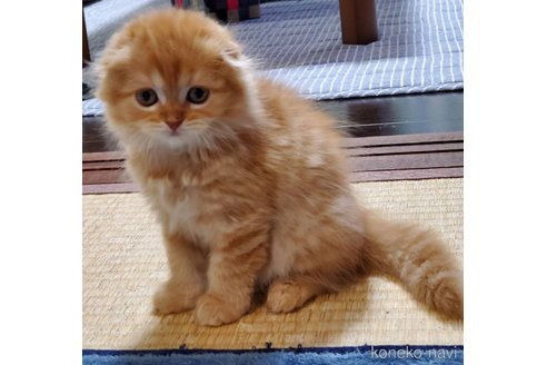 成約済の愛知県のスコティッシュフォールド(折れ耳)-100095の1枚目
