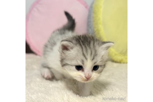 成約済の岐阜県のサイベリアン-101842の13枚目
