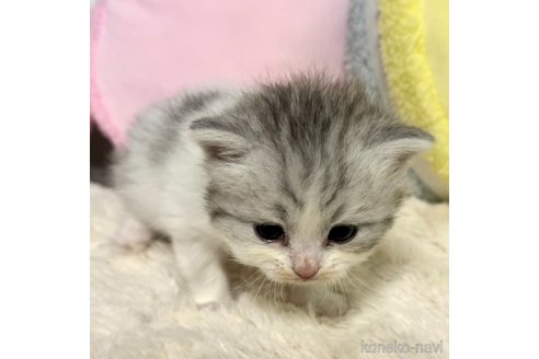 成約済の岐阜県のサイベリアン-101842の14枚目