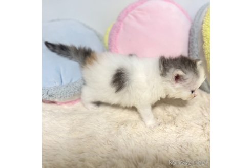成約済の岐阜県のサイベリアン-101843の16枚目