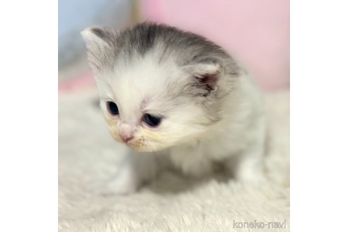 成約済の岐阜県のサイベリアン-101843の15枚目