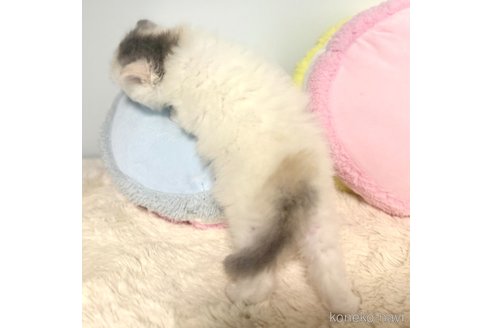成約済の岐阜県のサイベリアン-101845の14枚目