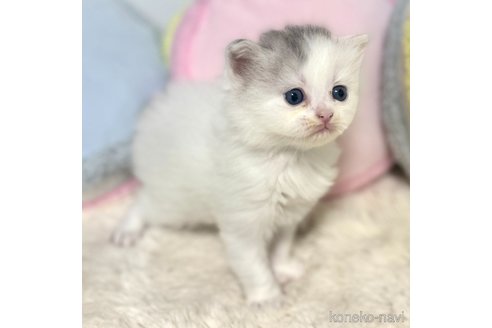 成約済の岐阜県のサイベリアン-101845の15枚目