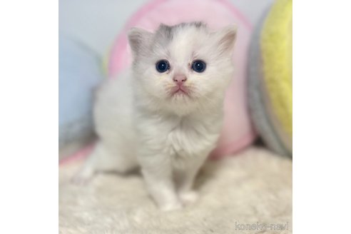 成約済の岐阜県のサイベリアン-101845の10枚目