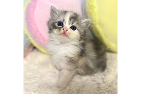 成約済の岐阜県のサイベリアン-101846の12枚目