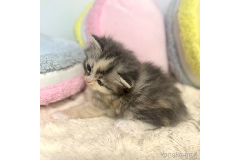 成約済の岐阜県のサイベリアン-101846の14枚目