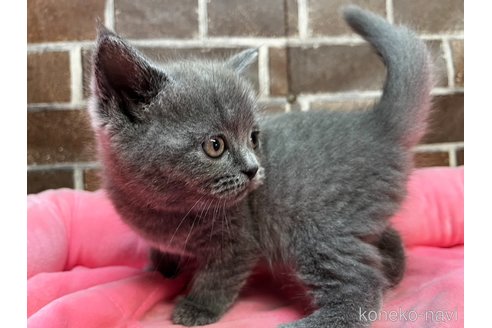 成約済の東京都のブリティッシュショートヘア-101864の4枚目