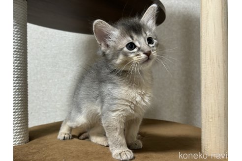 成約済の千葉県のソマリ-100599の4枚目
