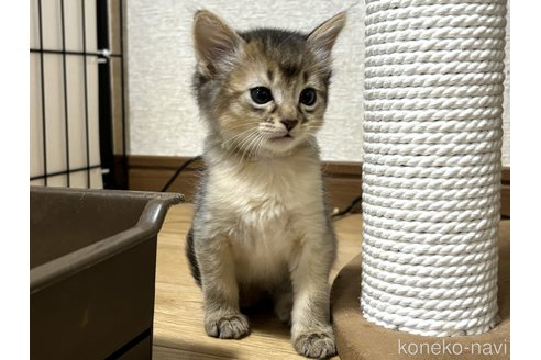 成約済の千葉県のソマリ-100600の1枚目