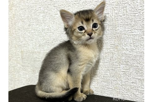 成約済の千葉県のソマリ-100600の6枚目