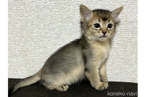 成約済の千葉県のソマリ-100600の5枚目
