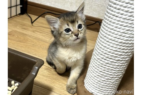 成約済の千葉県のソマリ-100600の3枚目