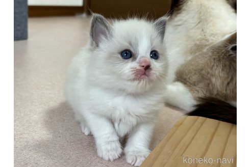 成約済の千葉県のラグドール-101868の1枚目